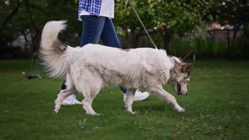 A Woman in a Summer Garden Walking Her Cute and Smart Dog A Dog on a Leash Walks with the Owner