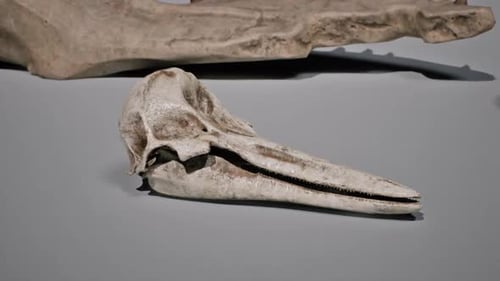 Ancient Dolphin Skull Fossil on Display in Natural History Museum