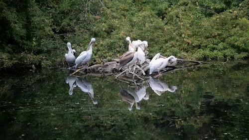 Group of White Pelicans