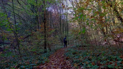 Active woman hiking through the forest path covered with colorful fallen leaves