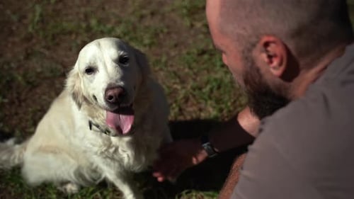 Man Walking with His Happy Pet Dog Golden Retriever Outside in Public Park During Summer