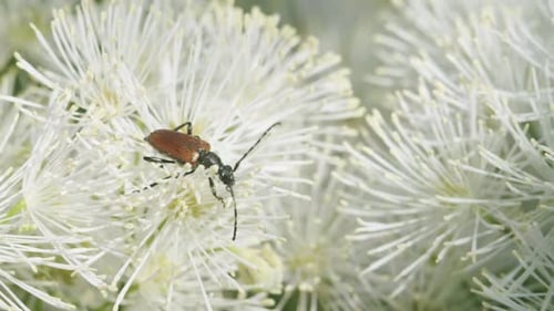 Soldatenkäfer frisst Pollen auf einem Blumenmakro aus nächster Nähe