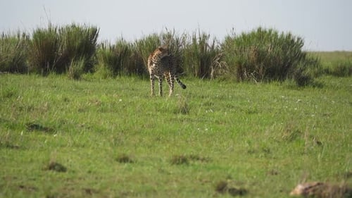 Cheetah Walking in Grassy African Savanna