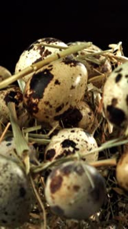 Quail Eggs Fly Up with Hay Filmed on a Highspeed Camera at 1000 Fps