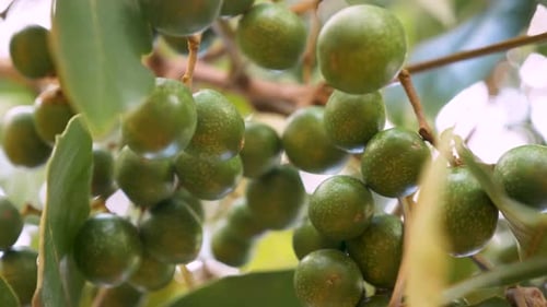 Close-up of hanging fruits on a tree