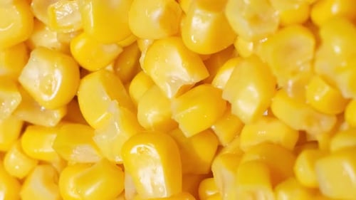 A Close Up of a Pile of Corn on the Cob