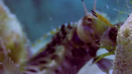 Exploring the Wonders of the Deep: Tropical Fish Swimming in the Ocean 4K