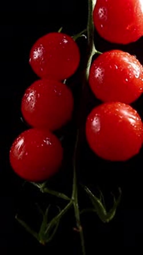 Rote Kirschtomaten rotieren auf schwarzem Hintergrund
