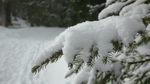 A shot of green spruce branches covered with fresh snow.