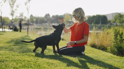 Girl Owner Playing with Mini Bull Terrier in the Park Woman Animal Trainer Exercising Domestic