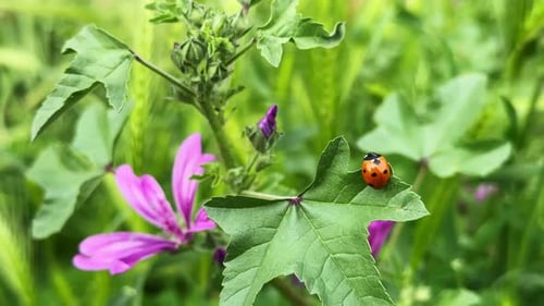 Ladybug Among Plants In Green Nature 8