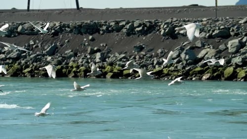 Flock Of Seagulls Flying Over Sea