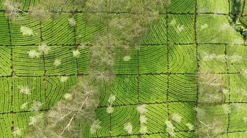 Aerial top down view of a beautiful tea plantation with geometric planting patterns.