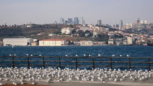 Seagulls Flying in Blue Sky on a Sunny Summer Day in Istanbul