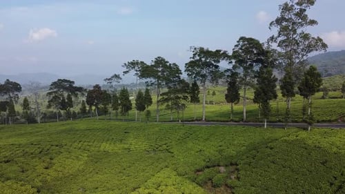 Aerial View Of Green Tea Plantation