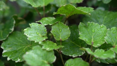 close up shot of green leaves with water dew. 4K videos. plant stock footage.