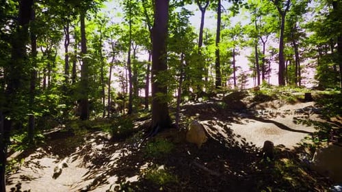 Sun Beams Through Thick Trees Branches in Dense Green Forest