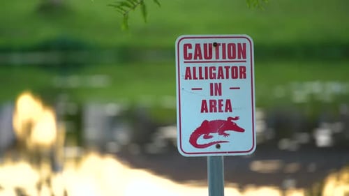 Alligator Warning Sign in Florida Park About Caution and Safety During Walking Near Water