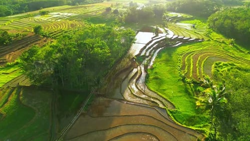 Beautiful morning view indonesia Panorama Landscape paddy fields with beauty color and sky natural