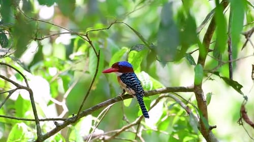 Ein Baum, Eisvogel und einer der schönsten Vögel Thailands in tropischen Regenwäldern