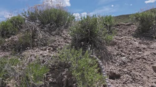 Gopher Snake se movendo pelo deserto de Utah enquanto é seguida