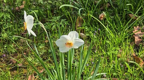 White daffodil in sunlight at springtime and easter with green background
