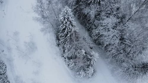 Snowmobiles on a snowy forest path, aerial view