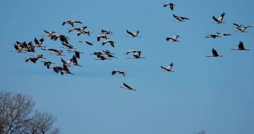 Herde von Kranichen (Grus grus) in der Camargue, Frankreich