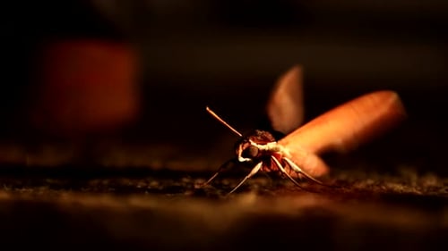 Close Up of Moth Resting in the Dark