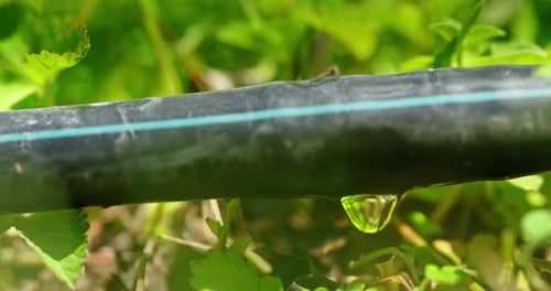 Water Droplet on a Drip Irrigation Hose Slow Motion Video