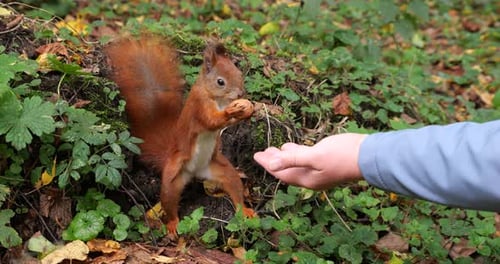 A squirrel in an autumn park takes a nut from a woman's hand. Shooting in autumn.