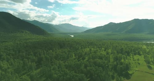 Aerial View Low Flight Above Evergreen Pine Tree Landscape with Endless Mountain Forest at Sunny