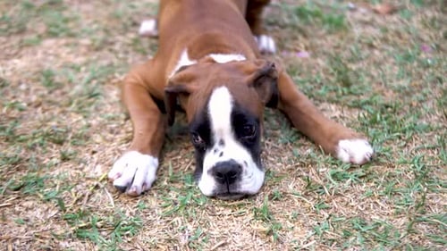 Close-up shot of a young boxer puppy lying down and barking at its owner