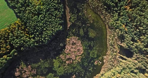 Large swampy area between forests in autumn.