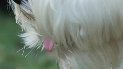 Close-up of White Dog Panting