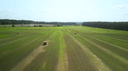 Round Hay Bales on the Green Field