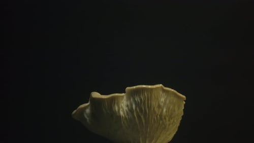 Oyster Mushroom Detail on Black Background
