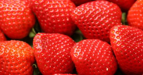 Viele frische reife Erdbeeren als Hintergrund, Nahaufnahme. Kamera dreht sich