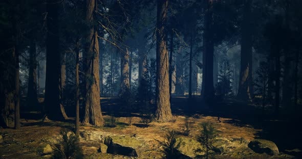 Sunlight Filtering Through Tall Trees in a Serene Forest Setting ...