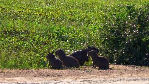 Capybaras Relaxing in the Sun in the Pantanal Wetlands Brazil