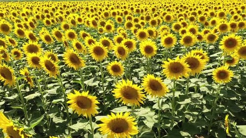 Common sunflower.