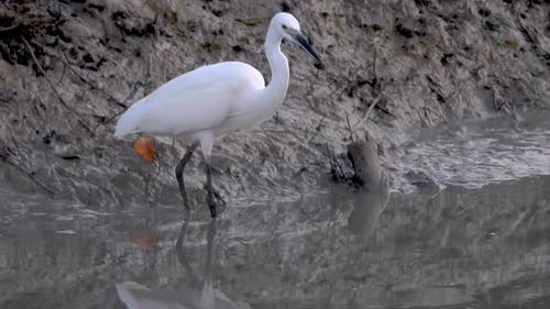 White Heron Foraging in Shallow Tropical Waters