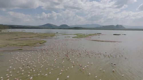 Aerial view of flamingos in Lake, Kenya.