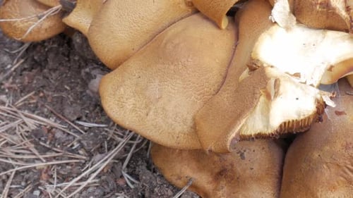 Close-up of mushrooms growing in the forest, showcasing their texture and natural habitat