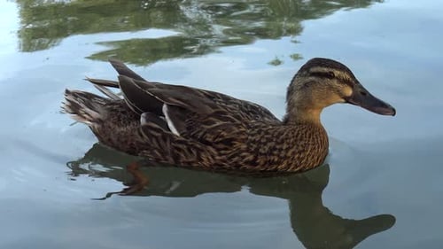 A brown female duck slowly swims around in a pond and drinks some water, while several large fishes
