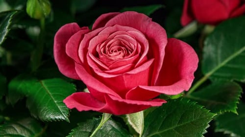 Timelapse of Pink Rose Growing Blossom from Bud to Big Flower on Green Leaves Background
