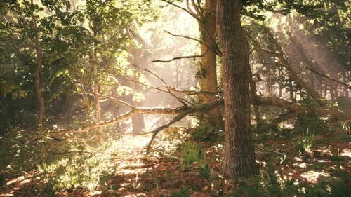 Sunlight Streaming Through Trees in a Tranquil Forest Setting at Dawn