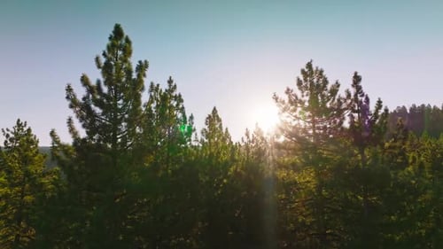 Waldbäume, Sonnenuntergangslicht. Sonniger Sommerabend im Wald
.