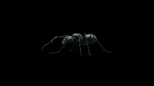 Black Ant Walk Loop