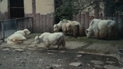 Chongqing White Yaks Resting and Standing in Zoo Enclosure with Wooden Fence Daytime